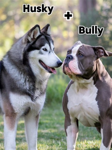 Dog Fusion Art: Creating Beautiful Imagery of Huskies and Bullies