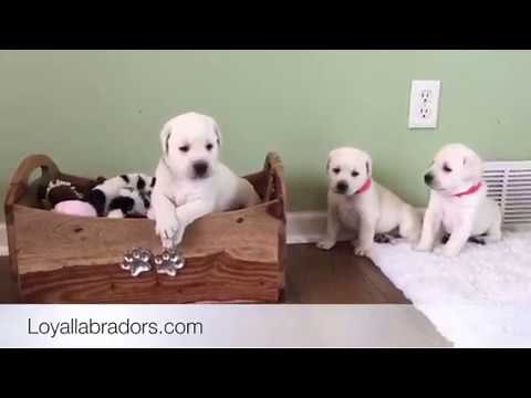 White Lab Puppies