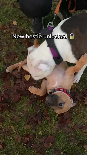 No I’m not crying you are 🥹❤️ . . . #staffyEinstein #staffordshirebullterrier #dogmom #staffy #whitestaffy #staffysmile #englishstaffy #doglover #petlover #furbaby
