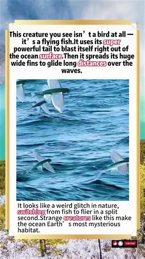 Flying Fish Master Aerodynamics And Glide Above Ocean Waves Like Birds#wildlife #animals