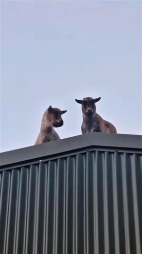 Funny stupid sheep🐑🤣#funny #sheep #farm #goat🐐 #sheepfarmer #humor #f... | Babyusa