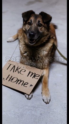 【実は知らない】『犬の雑学』「スコティッシュテリア」