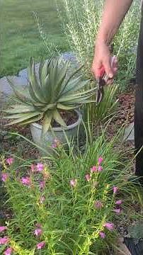 How to deadhead Penstemon mexicali 'Red Rocks' #garden #gardenflower #gardening
