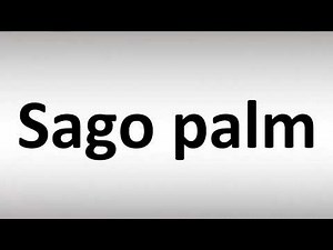 How to Pronounce Sago palm