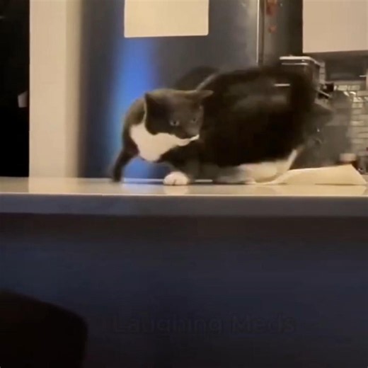 Cats being silly 🤣😍 #funnycatvideos #funny