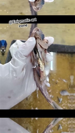 😯🐟 dissection of Labeo rohita (rohu)