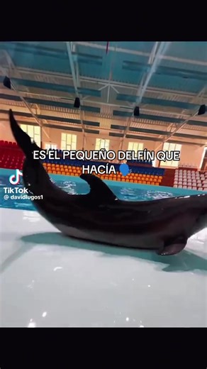 nolberto (@nolberto7081)’s videos with sonido original - nolberto