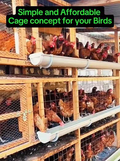 Simple and Affordable Cages For Your Birds Do it yourself. Cut cost on Battery Cages | FarmsquareNg