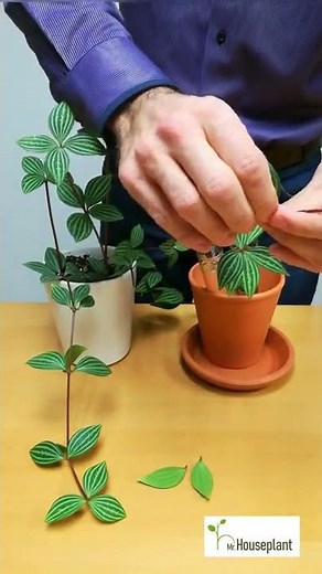 How to Propagate Peperomia Puteolata? (My Proven Method)