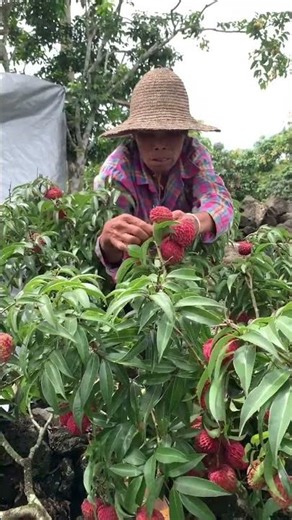 How Farmers Grow Fresh Vegetables | Organic Farming