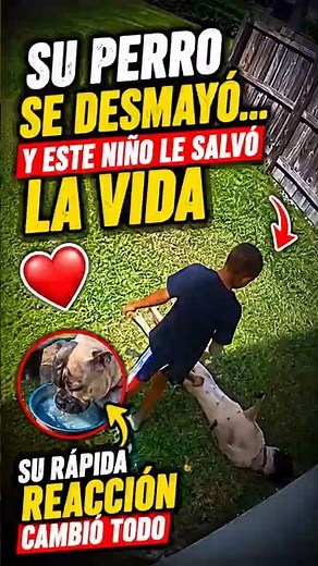 His dog suddenly fainted... and this boy saved his life ❤️