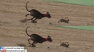68K views · 2.3K reactions | rabbit vs two dog race 2023. It was hare coursing race held in national coursing club near salam interchange. Subscribe us on youtube for more new greyhound coursing videos. below link https://www.youtube.com/@GreyhoundCoursingclub #Greyhoundvsrabbit #dogandrabbitrace #Rabbits #Dogs #Harecoursng | Greyhound Coursing Club | Facebook