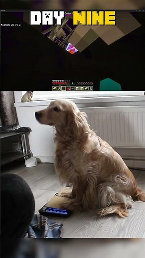 Dog Tries Beating Minecraft's Ender Dragon!