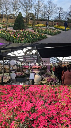 love, hope, and tulips💜✨️ #tulips #keukenhof #amsterdam #netherlands #europe #europetravel #travel