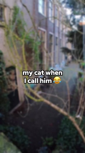 6M views · 959K reactions | His meows when I call him 凉♥️ #catsounds #meow #cutecat | Ros Adventure Cat | Facebook
