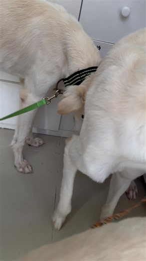 11 reactions | House of Hounds - HOH on Reels | Facebook