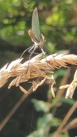 Leste vert 07 2025 libellule Insecte #libellule #insecte insect dragonfly nature #nature wildlife