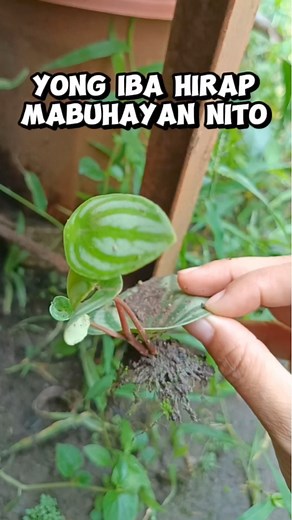 2.8M views · 10K reactions | Para din silang Begonia na mabilis paramihin sa pamamagitan ng mga dahon nila /Peperomia Argyreia (Watermelon) Mamalyn's Garden #myplants #peperomia #Argyreia #watermelon #leaf #plantpropagation #gardening #plantmom #HappyPlanting #happygardening | Mamalyn's Garden | Facebook