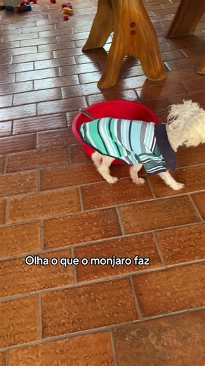 Monjaro em Ação: O Papel Principal que Encanta