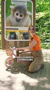 Dit mag wel en niet mee tijdens jouw dagje Apenheul! 🐒 Het loopfietsje? Die moet helaas thuis blijven. #apenheul #stichtingapenheul #dierentuin #dierenpark #apen #dagjeapenheul #dagjeweg #dagjeuit | Apenheul