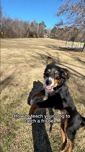 How to teach a Dog to catch a frisbee?