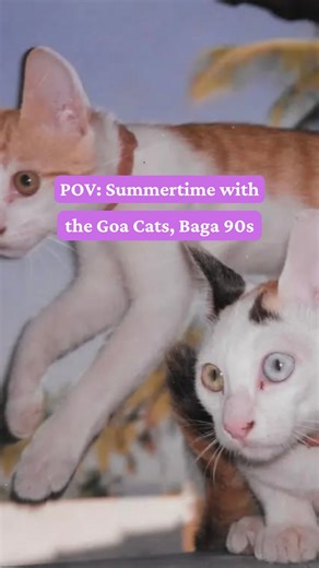 POV: Summertime with the Goa Cats, Baga 1990s ✨😼 photos via © Andy @goa80s Vintage Goa Memories is curated by Nasya Pereira #goa #90s #bagagoa | Vintage Goa Memories
