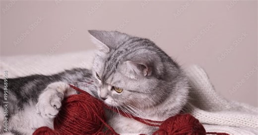 Grey tabby cat lying next to red yarn ball indoors, close up. Cat, grey, yarn, lying, indoors, cozy, playful
