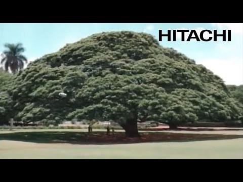 日立グループのシンボル 日立の樹 - 日立