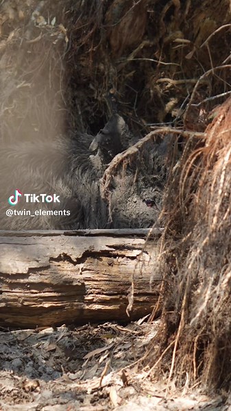 Wild Boar With Tusks Awakens in Its Natural Habitat