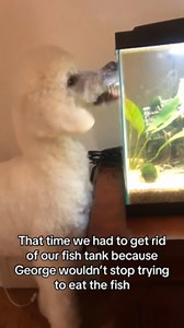 1.1K views | The family got a fish tank, and their dog, George became obsessed with trying to figure out how to catch the fish. They often found snot smudges on the glass, and whenever the dog went missing, he was always found near the tank. Eventually, they had to get rid of the fish tank because George kept finding it no matter where they moved it. | Jukin Copyright Management | Facebook
