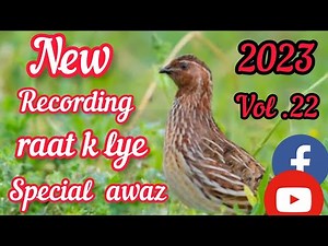 common quail sound new fresh vol 22 we are hunters battair ki awaz