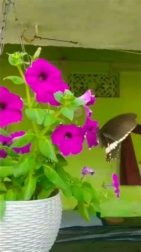 titli rani ka phul ke sath ati prem