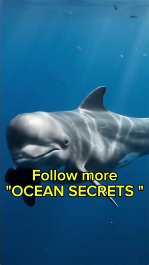 The Tiny Whale With a Terrifying Secret#shorts #usa #oceanfacts #marinelife #whale #whales #wildlife