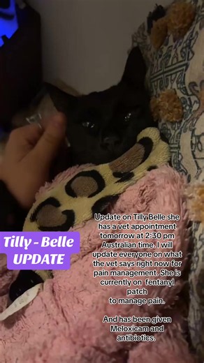 Small update on Tilly Belle. She’s being very strong and has her checkup appointment tomorrow afternoon. We hopefully I can get her some stronger pain relief and maybe even some sedatives to ease the day time. I’ll update everyone tomorrow as well. #cataccident #tillybelle #caraccident #cat