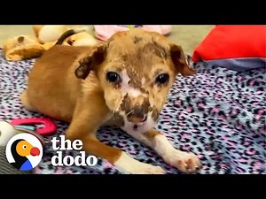 Street Puppy Runs Into Her New Dad's Arms | The Dodo Heroes
