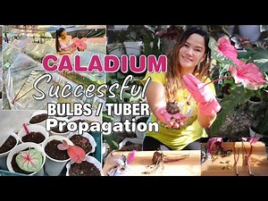 HOW TO PROPAGATE CALADIUM FROM BULBS / TUBER | FROM VACUUM METHOD | Lovekye 8