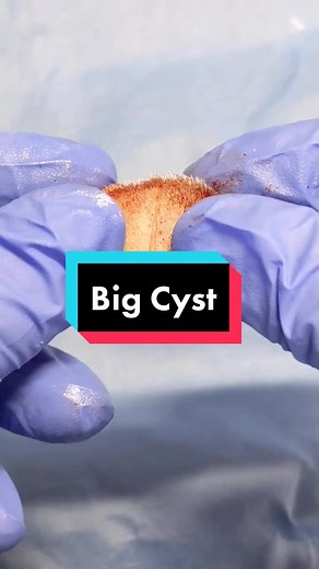 Curbside Care Mobile Vet on TikTok