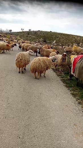 محارب الحديدي 515 على TikTok