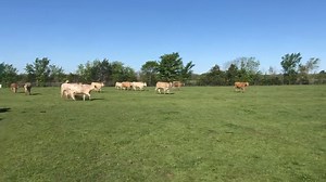 284 reactions · 19 shares | 磊磊 CHAROLAIS CROSS BRED COWS 磊磊...