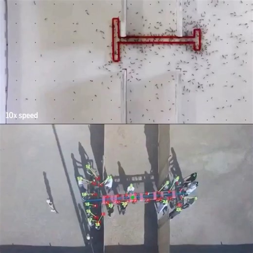 AI Innovations and Researches(Agitix AI) on Instagram: "Humans vs. Ants: The Power of Collective Intelligence. 🐜🧠 A study in PNAS reveals a fascinating result: "Crazy Ants" outperformed humans in solving complex spatial puzzles. While moving a T-shaped object through a maze, these ants demonstrated a superior form of Emergent Collective Intelligence that allowed them to navigate obstacles more efficiently than human groups. The Robotic Insight: - Group Memory: Unlike individual agents, the ant