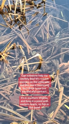 Edit: I found it! It’s a North American medicinal leech ///Please help me find this worm! Thing… whatever… #virginia #wildlife #pleasehelp #findthisworm #environmentalscience