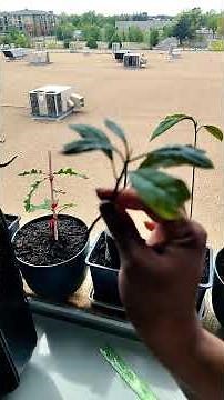Cutting My Avocado Plant #keepingupwiththegrowing