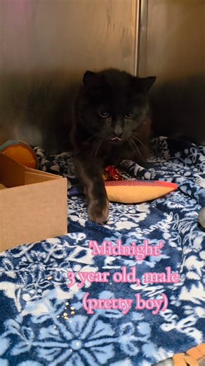 2.1K views · 45 reactions | Attention Cat Lovers  Our shelter is full of cats waiting for their forever homes! Stop by during our open hours to meet your new feline friend! | Animal Adoption Center | Facebook