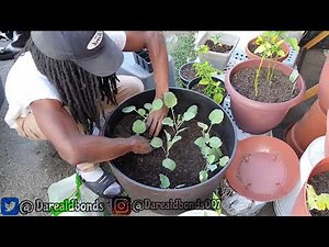 Planting My Collard Greens | Easy To Grow
