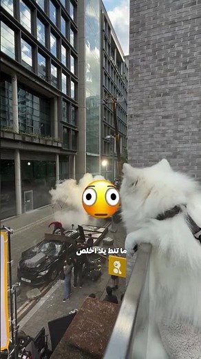 When Spider-Man is filming under your house and the dog catches him! 😂🕷️