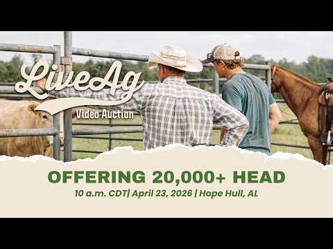 LiveAg Video Livestock Auction | Grass Time Special | 20,000+ Head