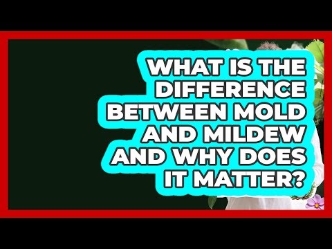 What Is The Difference Between Mold And Mildew And Why Does It Matter?