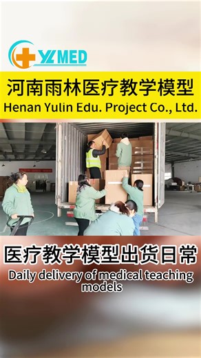 Wrist Forearm Fracture Immobilizer Splint Support Brace with Adjustable Strap for Distal Radius and Ulna Injury Protection