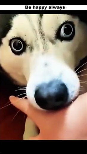 Try Not to Laugh! | Funny Dogs Compilation #shorts