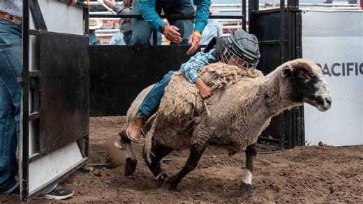 California Rodeo Salinas 2026 Mutton Busting entries open